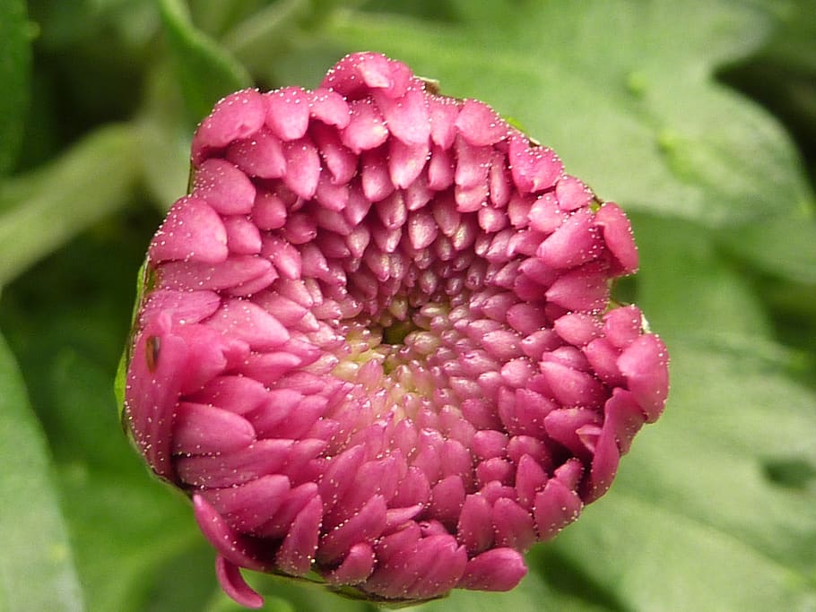 flower, chrysanthemum, pink, pink color, plant, close-up, beauty in nature, freshness, growth, flowering plant
