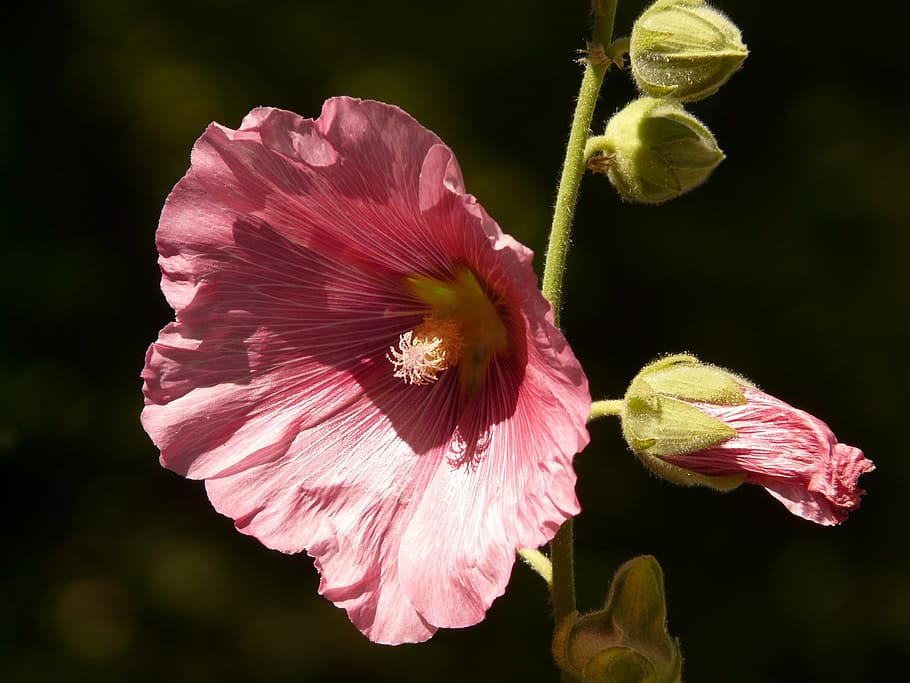 selective, focus photography, pink, holllyhock, stock rose, alcea rosea, althaea rosea, hollyhock, poplar rose, stock rose garden