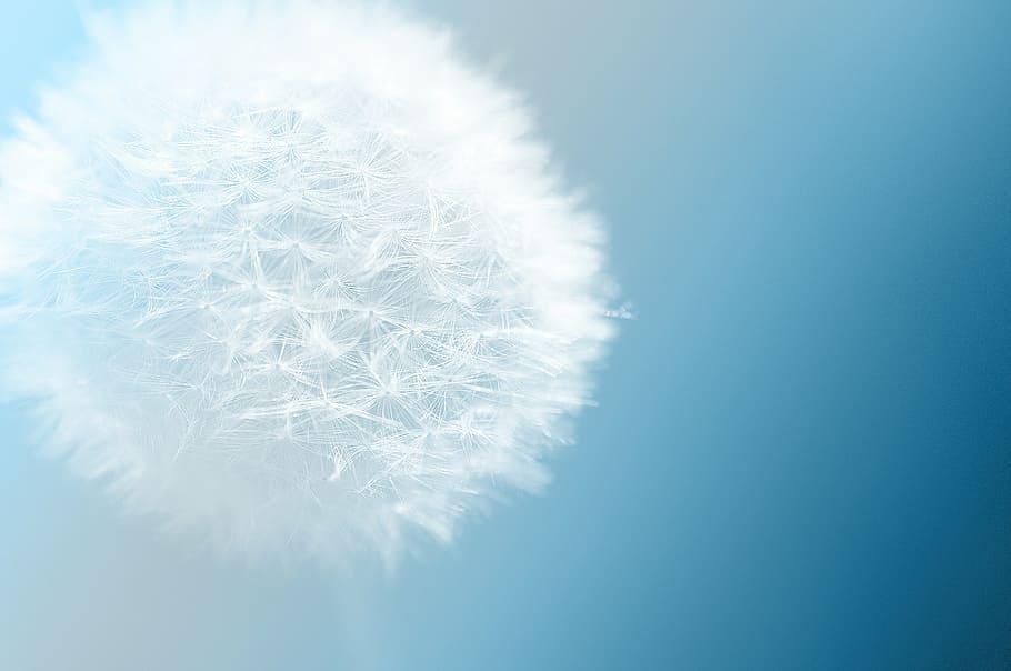 micro, photography, dandelion, flower, nature, blue, background, fluffy, close-up, white