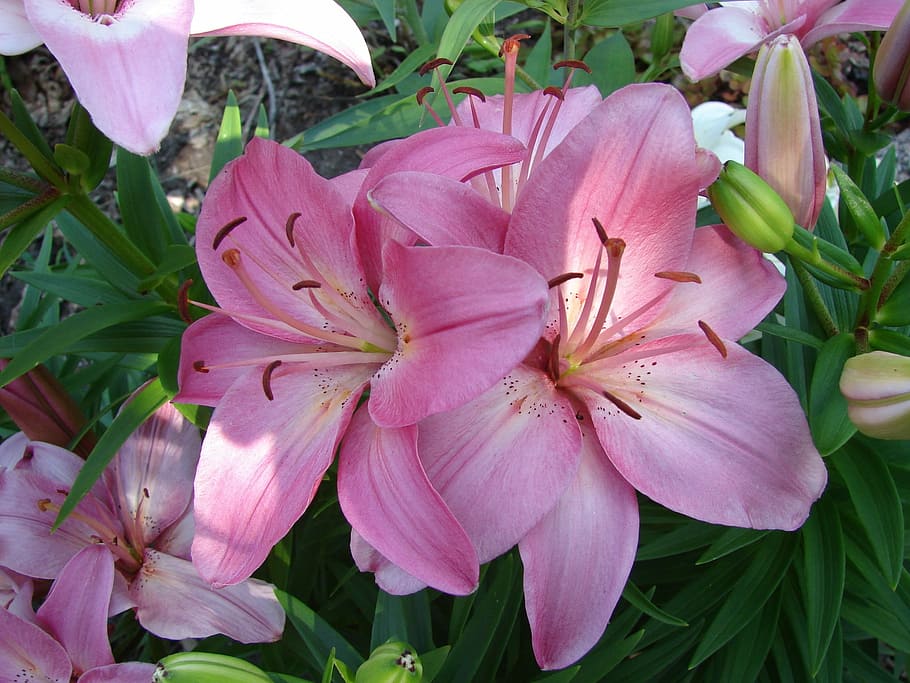 lirio, lilium, flor, flor de jardín, rosa, planta floreciendo, planta,  belleza en la naturaleza, pétalo, color rosado | Pxfuel