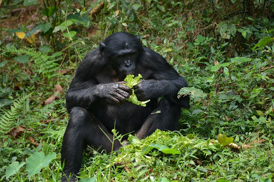bonobo, primata, kera, lola ya bonobo, congo, kinshasa, afrika, alam, pan paniscus, margasatwa