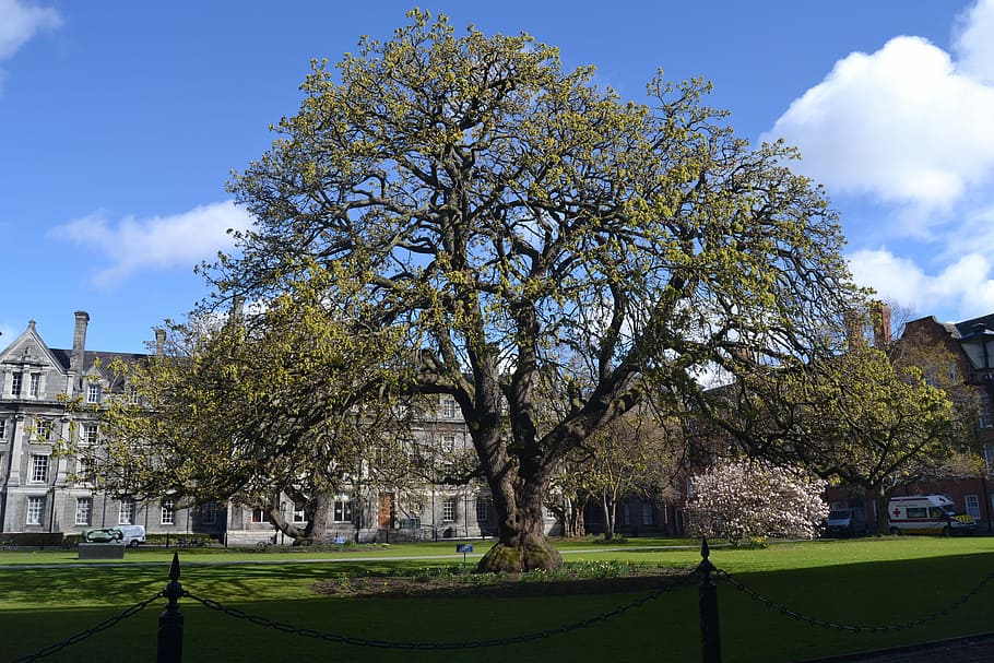 Big Tree, Dublin, City, Trinity College, dublin, city, tree, building exterior, architecture, sky, cloud - sky