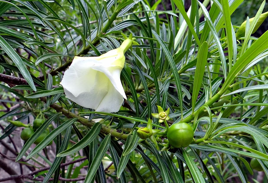 mexican oleander, thevetia peruviana, flower, fruit, white, apocynaceae, thevetia neriifolia, cascabela thevetia, nature, leaf