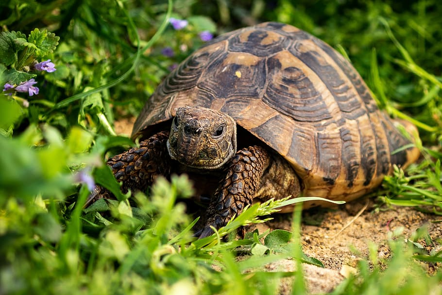 nature, slowly, animal, reptile, turtle, grass, animal world, testudo hermanni, tortoise, garden