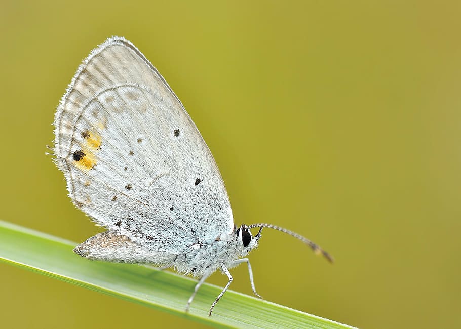 female, common, blue, butterfly, perched, green, leaf, closeup, photography, nature