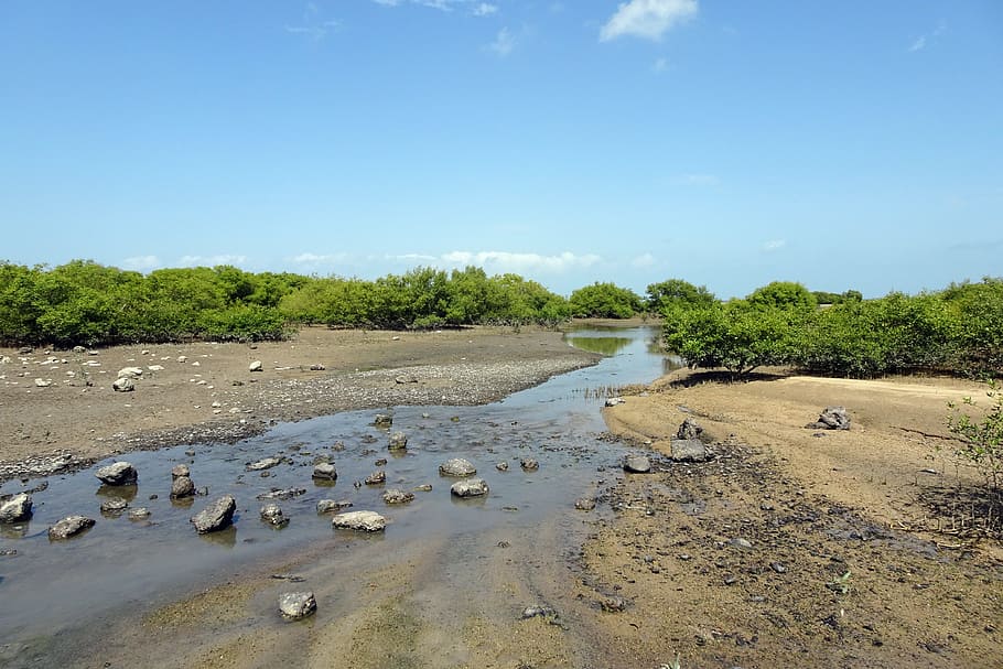 manglares, arroyo, vegetación, bosque, pantano, hábitat, salino, salobre, marino, filtración