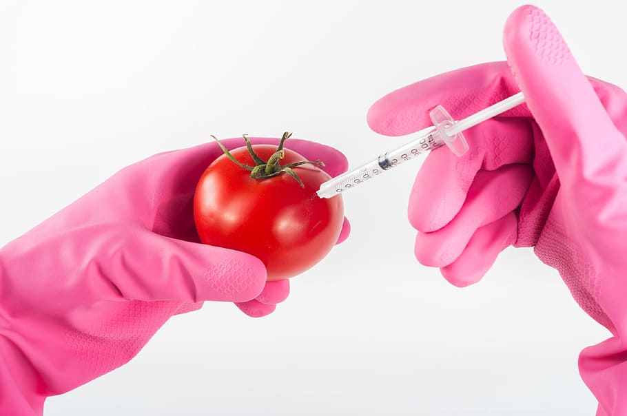 pessoa, rosa, luva de borracha, usando, seringa, tomate, modificado, geneticamente, comida, injeção
