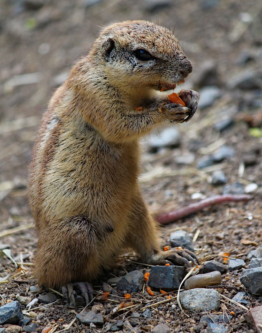 the squirrel, called cape, standing, food, carrots, rodent, mammal, animal, stripes, tail