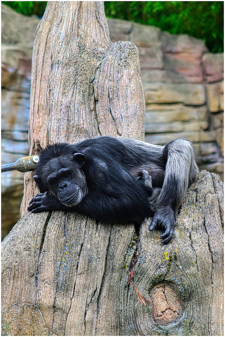 chimpanzee, monkey, log, concerns, äffchen, zoo, wood, ape, primate, chill out