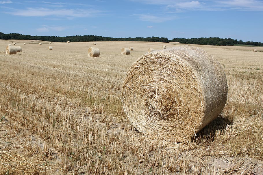 field, harvest, hay bales, cereals, straw bales, agriculture, bale, rural Scene, hay, nature