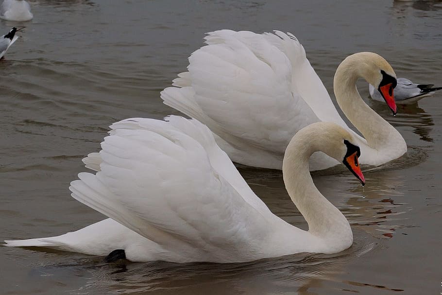 two, white, swan, body, water, daytime, bird, wild birds, water bird, swans