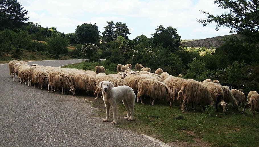 sheep, dog, transhumance, italy, sardinia, livestock, roadside, mammal, animal themes, domestic animals