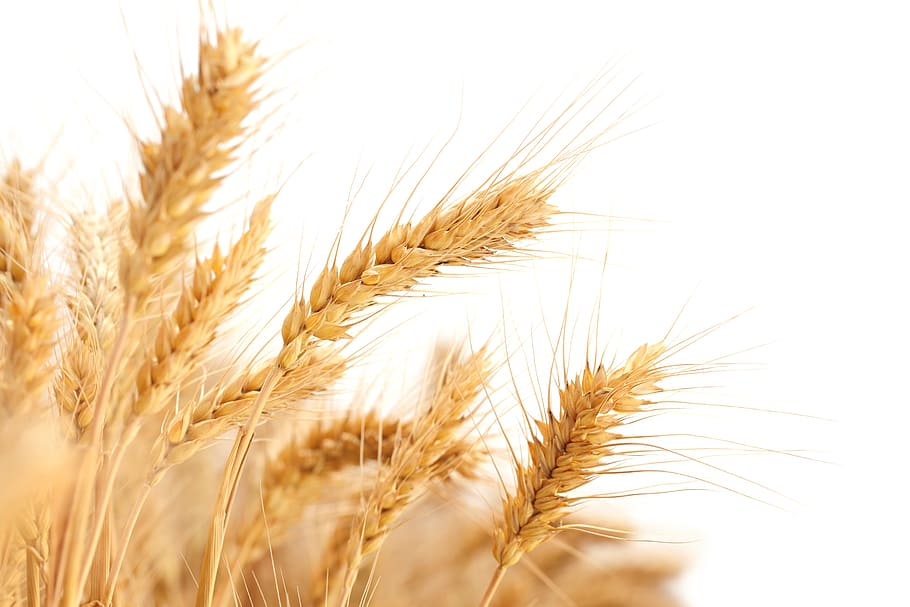 foto, butiran beras, gandum, di ladang gandum, tanaman, tanaman sereal, pertanian, pertumbuhan, close-up, adegan pedesaan