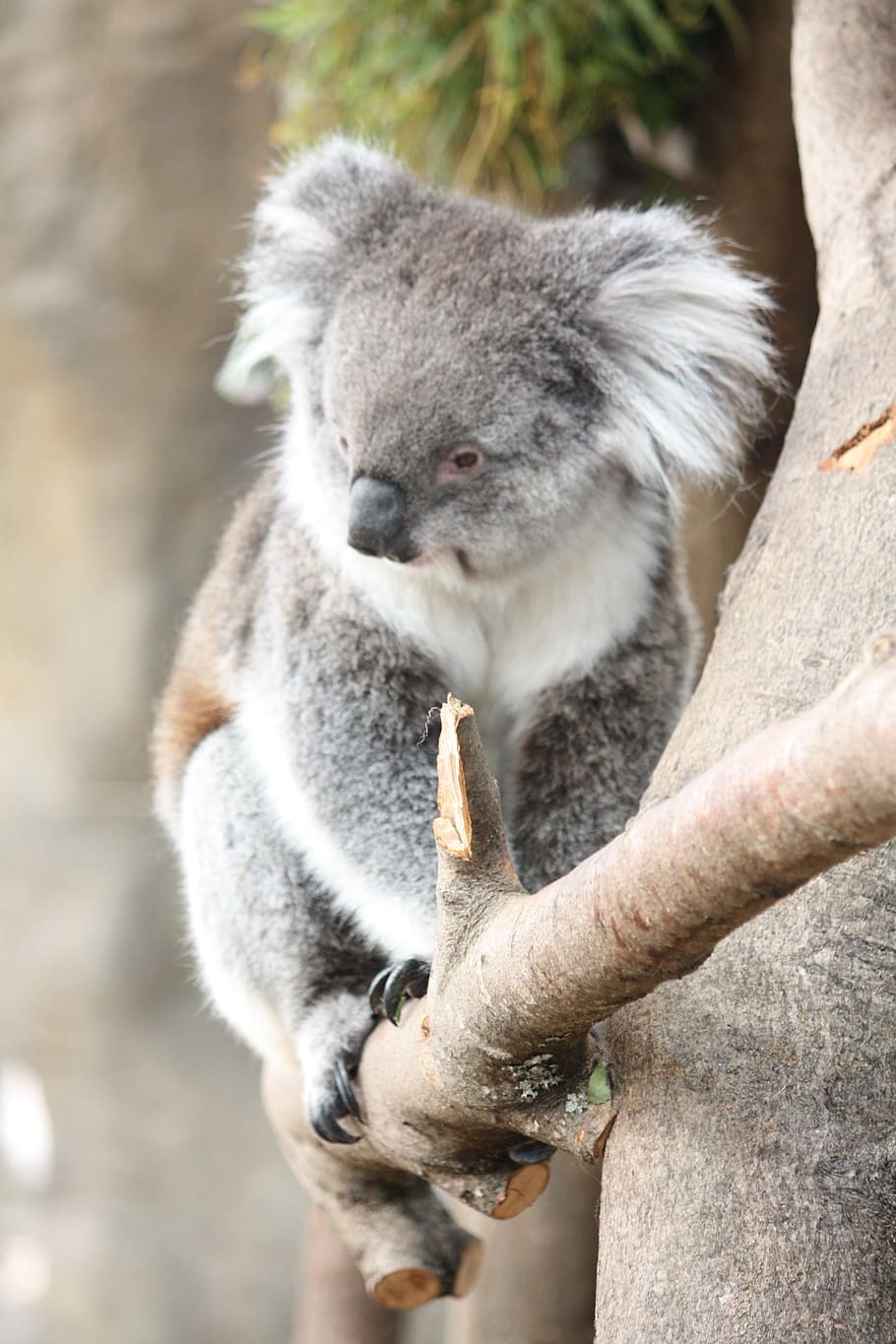kuala, australia, hewan, lucu, mamalia, satwa liar, satwa liar hewan, koala, satu binatang, binatang di alam liar