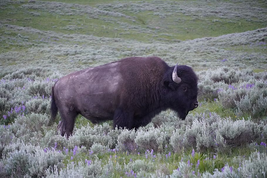 buffalo, bison, yellowstone, wyoming, animal, animal themes, mammal, animal wildlife, one animal, animals in the wild
