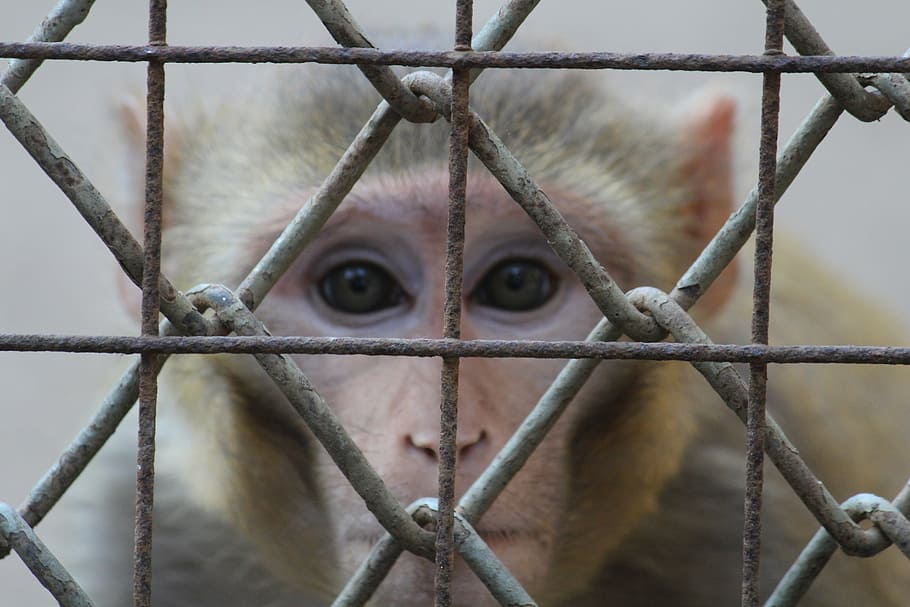 monkey, staring, face, fence, cage, ape, india, primate, one animal, animal themes
