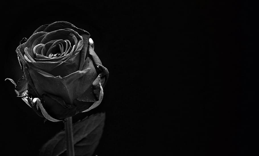 black rose, rose, black, rose bloom, flower, blossom, bloom, close, black flower, black bloom