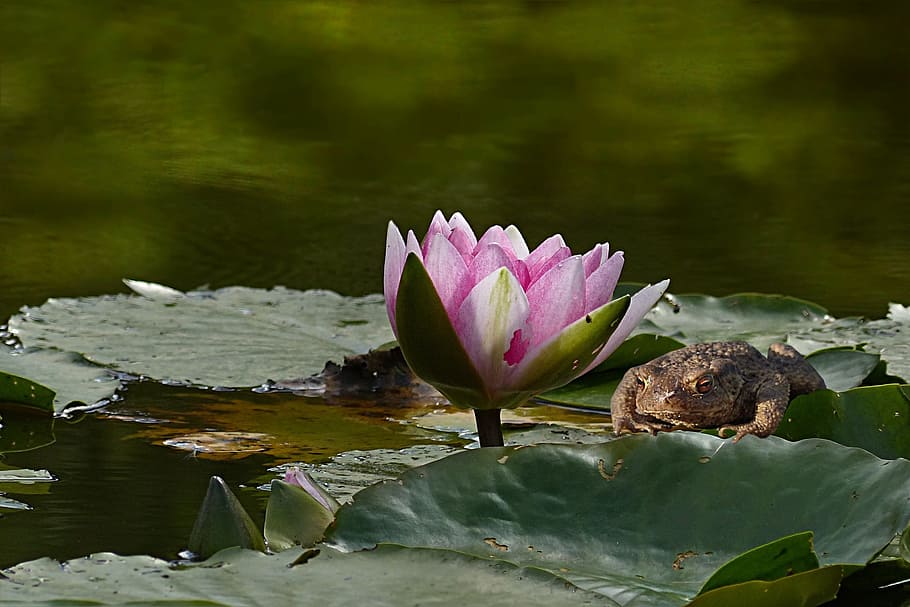 zoom, photography, water lily, plant, aquatic plant, nymphaea, purple, animal, toad, amphibian