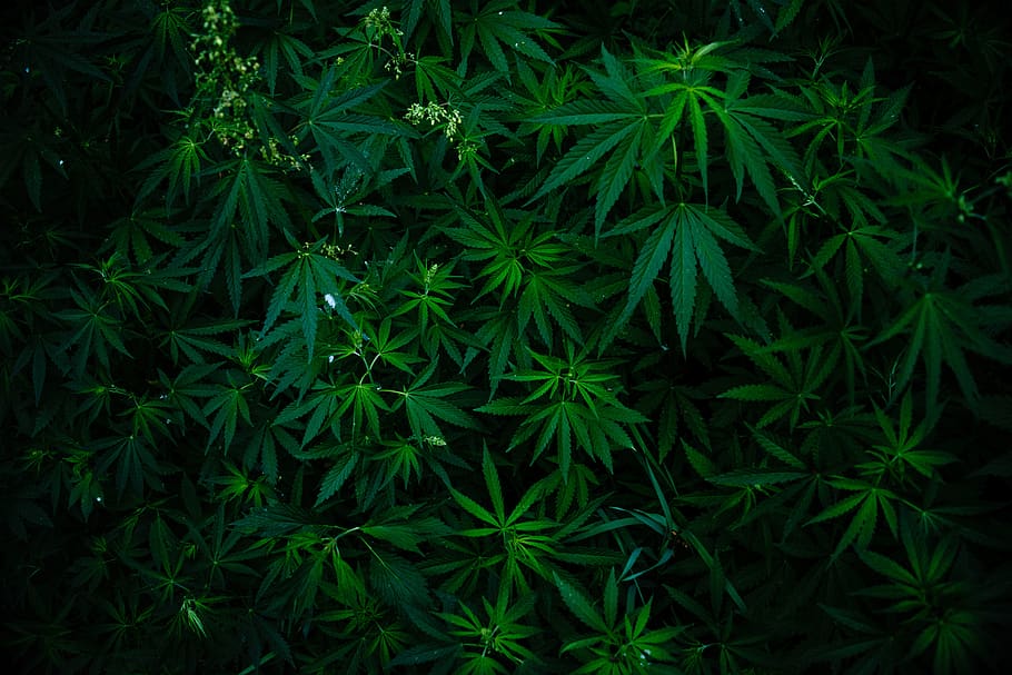 wild hemp, hemp, plant, weed, marijuana, cannabis, drug, natural, grass, herbal