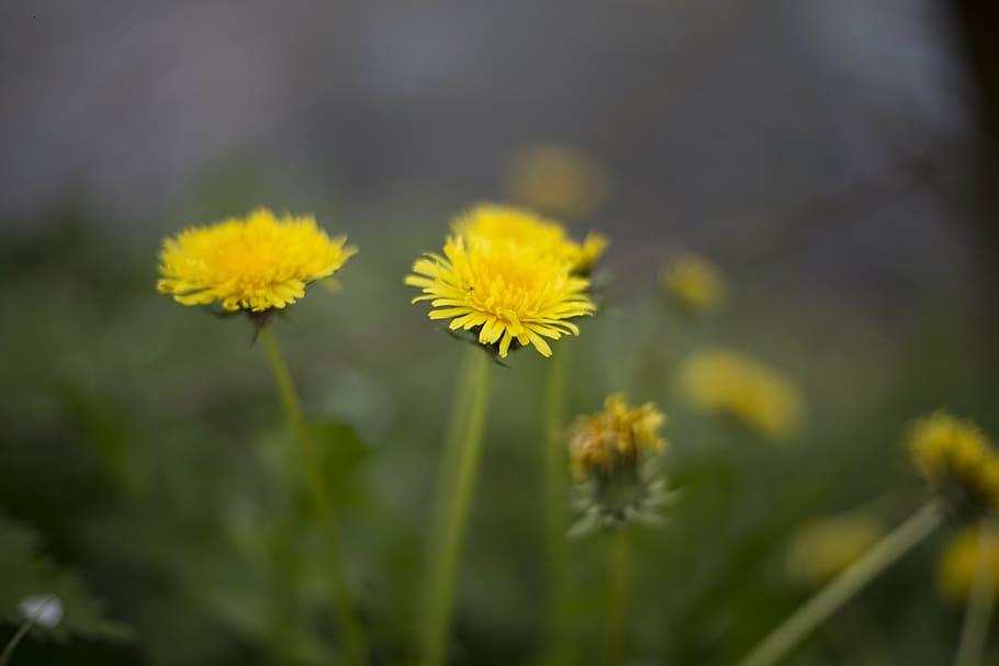 kuning, fotografi dandelion selektif-fokus, daun bunga, bunga, berkembang, alam, tanaman, hijau, daun, kabur