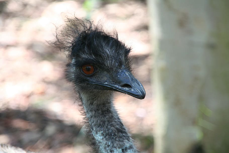Emu, Pájaro, Vida Silvestre, Flightless, Australia, cabeza, ojo, animal, naturaleza, divertido