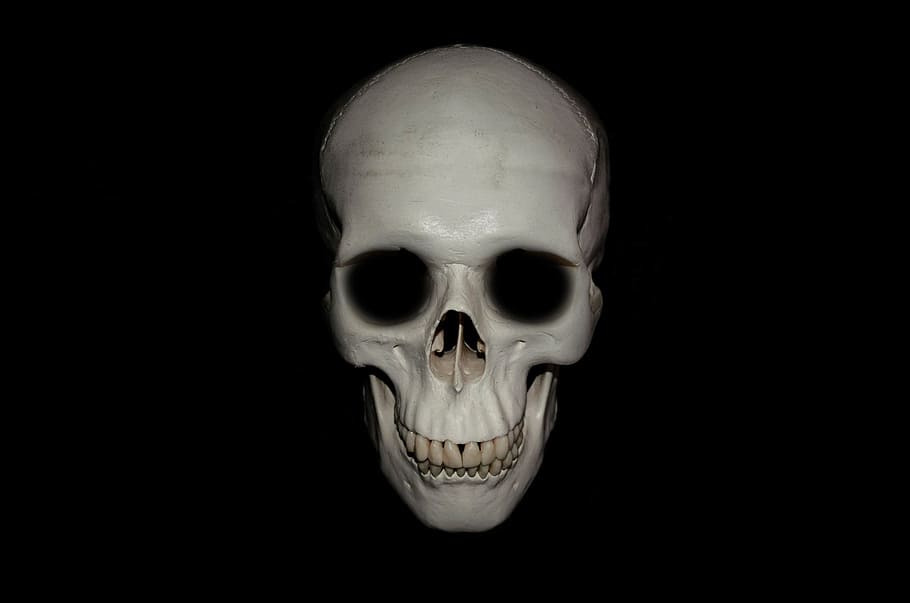 gray skull decor, anatomy, background, body, bone, brain, cranium, creepy, dead, death