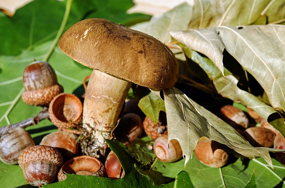 brown, mush room, snail shells, leaves, goat lip, mushroom, edible, felt boletus, pipe, golden yellow