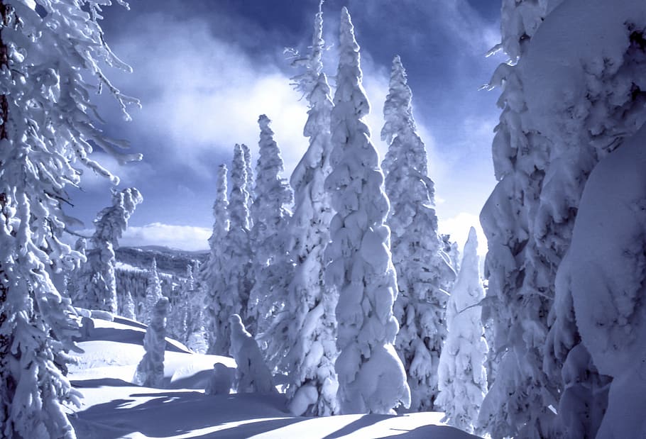 nieve, cubierto, pinos, pino, árboles, montaña, invierno, frío, clima, árbol
