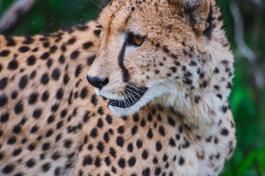 cheetah, animal, wildlife, forest, leopard, animal themes, feline, big cat, animal wildlife, one animal