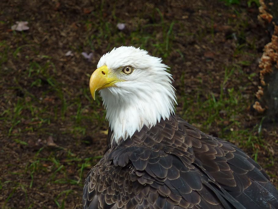 Bald Eagles, Adler, Usa, white head, coat of arms, coat of arms of bird, bill, close, bald Eagle, eagle - Bird