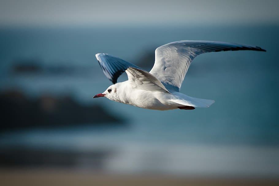 selective, focus photography, flying, red-billed gull, bird, nature, animal world, seagull, waters, seevogel