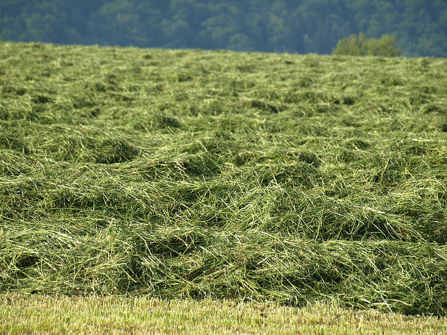 Hay, Rows, Grass, Forage, rows together meet, mowed, luftrocknung, nature, field, agriculture