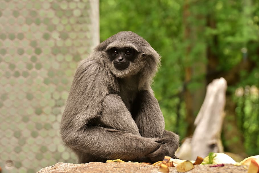 macaco, sentado, exploração, pés, gibão de prata, gibão javan, hylobates moloch, prata, cinza, animal