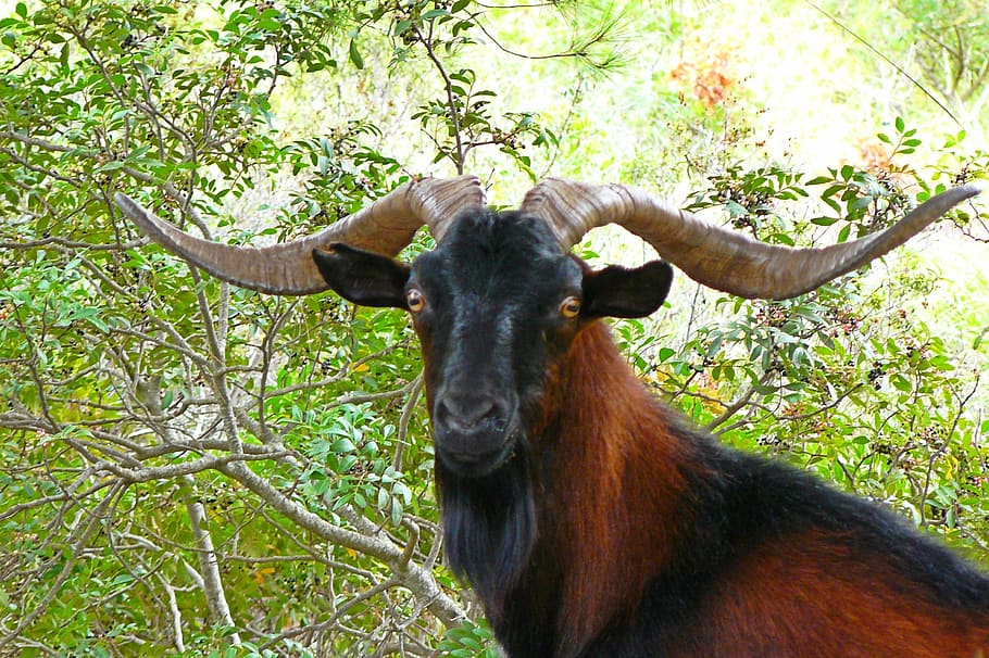 closeup, black, brown, goat, animal, billy goat, horns, nature, mammal, wild