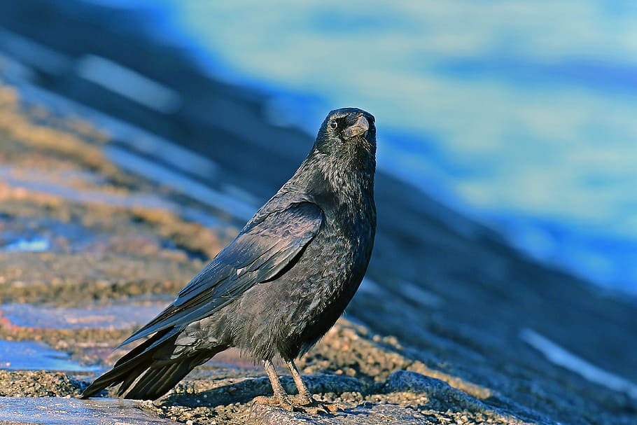 carrion crow, birds, corvidae, one animal, animal wildlife, animals in the wild, animal themes, bird, nature, day