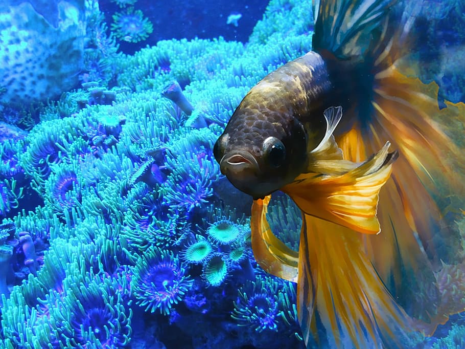yellow, black, Beta fish, fish, underwater, aquarium, swim, abstract, colorful, animal