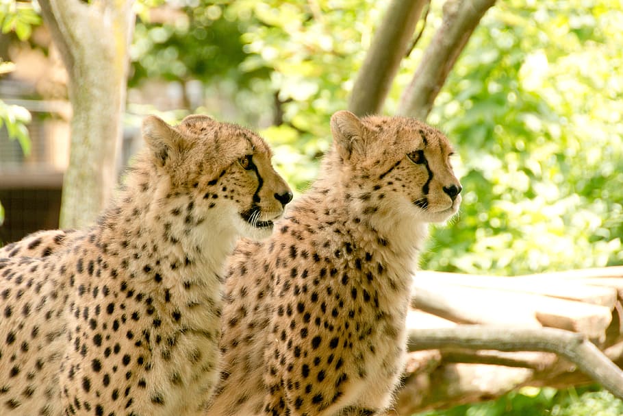 two cheetahs, africa, kenya, safari, nature, holiday, national park, animals, landscape, nature park