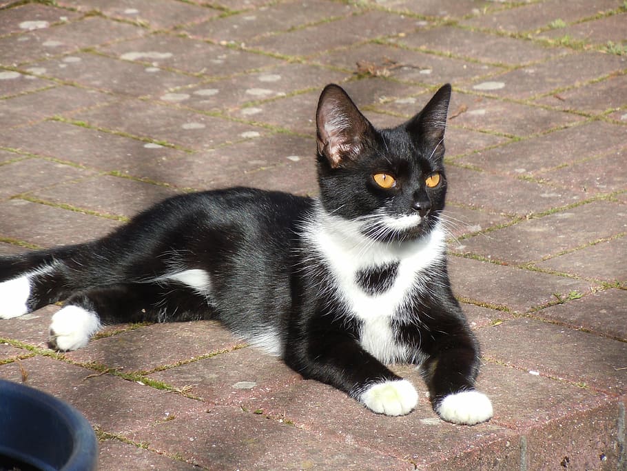 short-haired tuxedo cat, lying, concrete, pavement, cat, sun, peaceful, domestic Cat, pets, animal