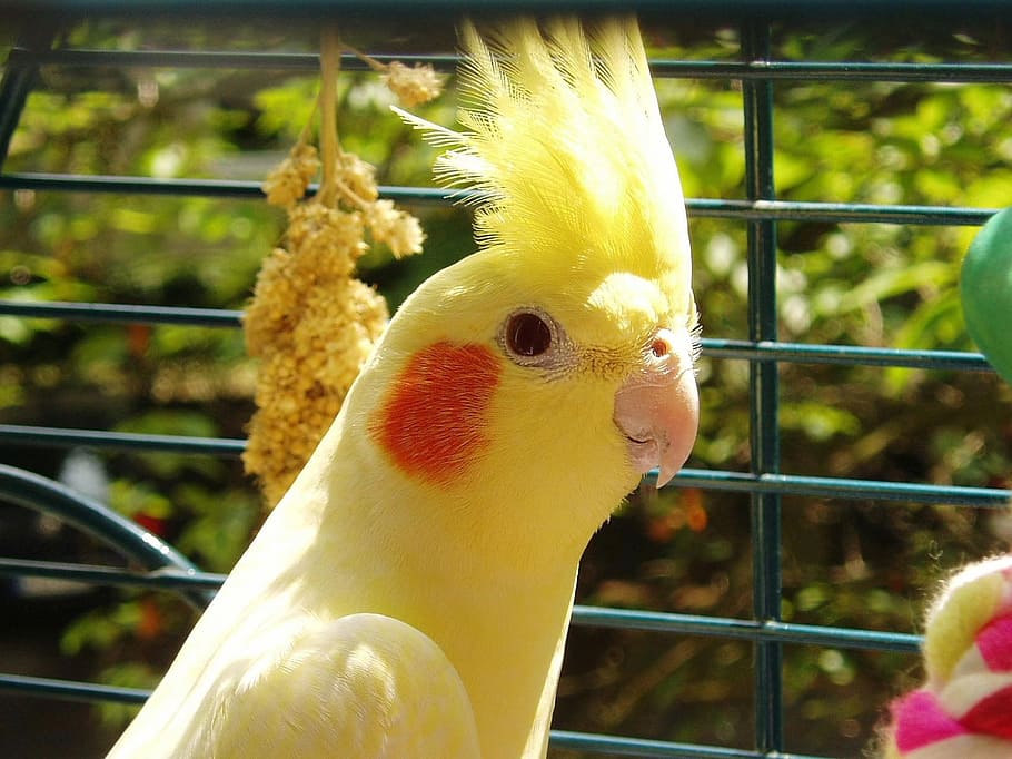 Cockatiel, Burung, Kuning, Parkit, topi musim semi, hewan, sangkar, sangkar burung, hewan domestik, tema hewan