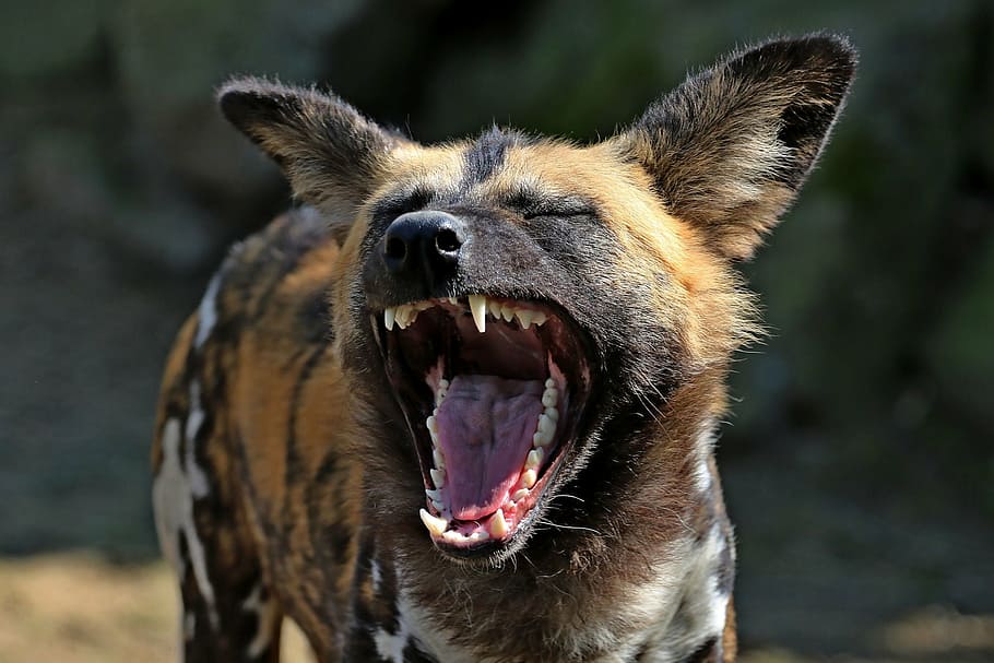 brown, black, gray, wildcat close-up photography, hyena, laughs, funny, one animal, mouth open, animal wildlife