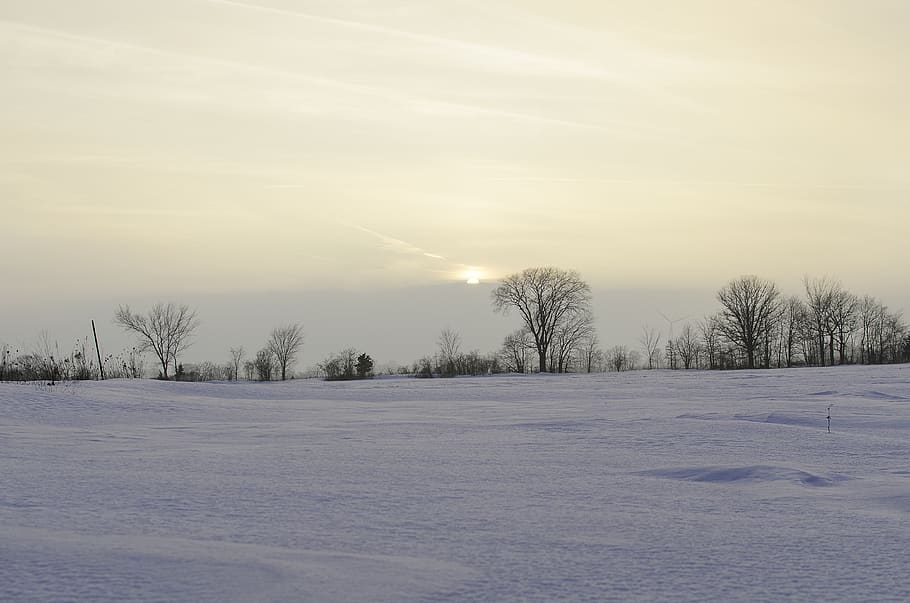 snow, trees, fog, sunset, sunrise, landscape, white, wintry, winter, frost