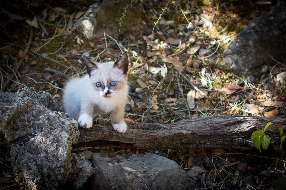 branco, marrom, tronco de árvore, gatinho, gato, animais, animal de estimação, felino, gato doméstico, animais de estimação