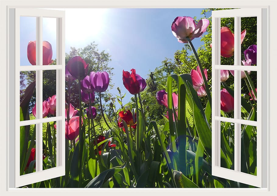 tulips, flowers, plant, nature, garden, floral, petals, color, bright, park