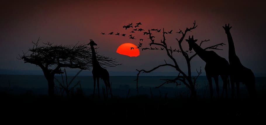 silhouette, trees, giraffe, sunset, africa, giraffes, animal world, wilderness, savannah, nature