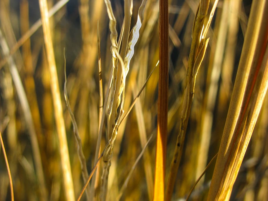 untitled, close, photography, brown, grass, plants, wheat, agriculture, cereal plant, crop