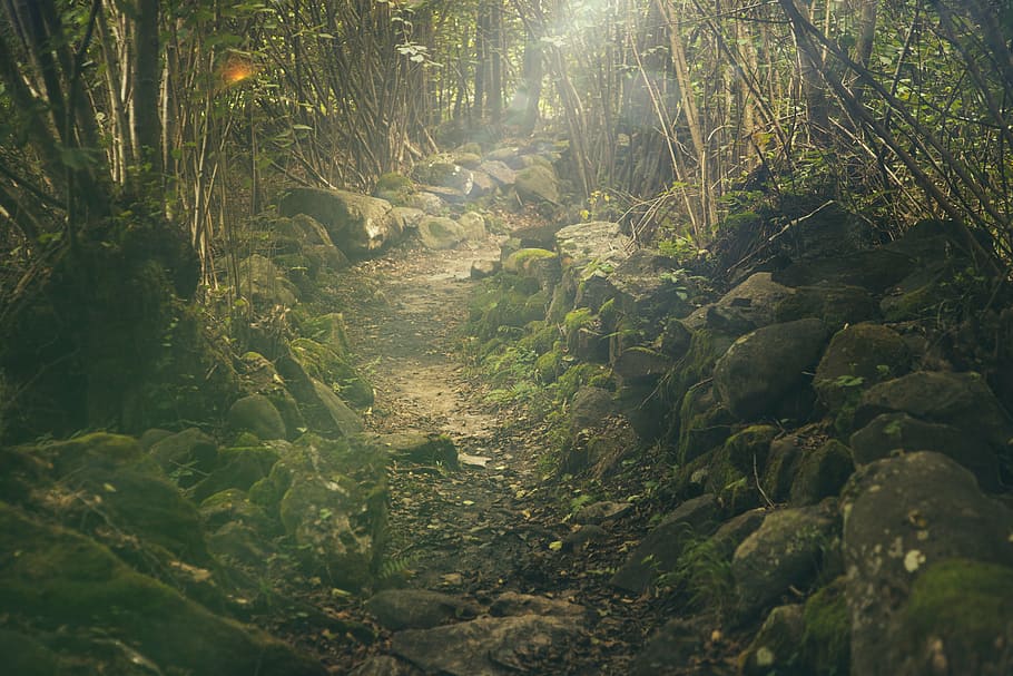 черная каменистая дорога, лес, тропинка, мистический, скалы, сказка, солнечный свет, зеленый, деревья, пейзаж