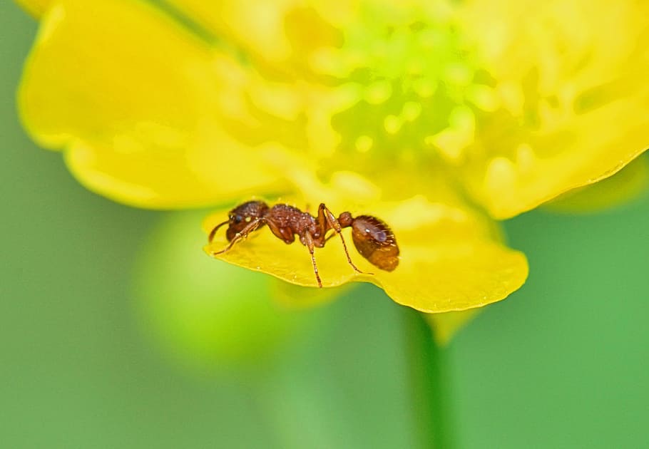 nature, ant, foreground, insect, yellow, flowers, macro, yellow flower, color, colorful