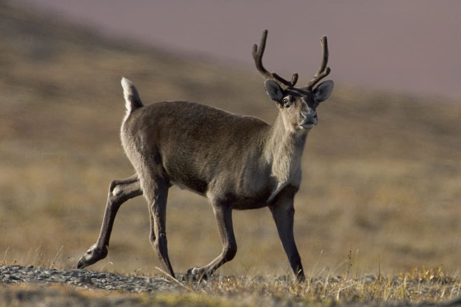 gray, deer, surafce, caribou, wildlife, reindeer, mammal, north, wild, antlers