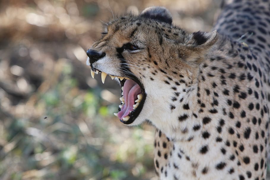 selective, focus photography, cheetah yawing, daytime, cheetah, namibia, wild, nature, wild animals, africa