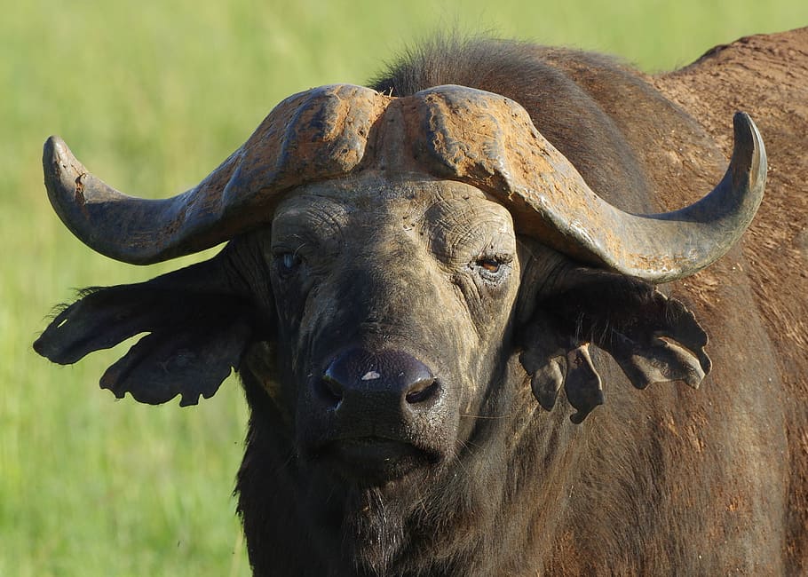 buffalo, close, head, safari, uganda, animal, mammal, animal themes, animal wildlife, vertebrate